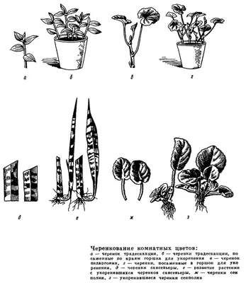 Интересные факты о некоторых растениях | VMersine.com