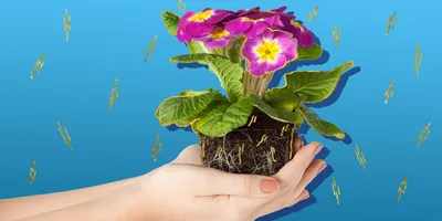 Черенкование комнатных цветов» - картинка из статьи: «Размножение комнатных  растений» | Nopal.ru