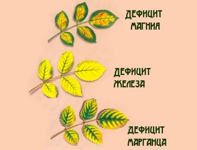 Герань (пеларгония): уход в домашних условиях, фото, виды, сорта,  пересадка, болезни и вредители цветка