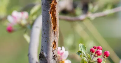 Болезни яблони: болезни яблони и меры борьбы с ними - Agro-Market