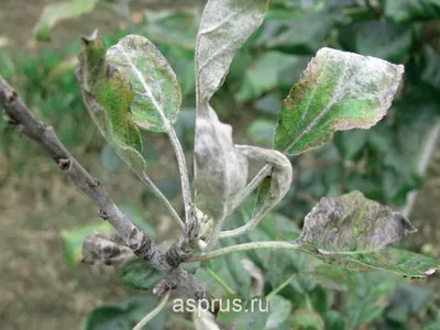 Болезни яблони: болезни яблони и меры борьбы с ними - Agro-Market