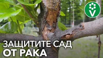 защита яблони | Результаты поиска | АППЯПМ