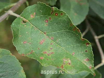 Болезни яблони: болезни яблони и меры борьбы с ними - Agro-Market