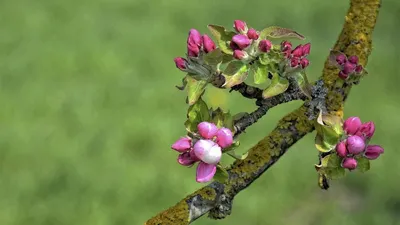 Трудное решение, что делать с яблоней | Дневник Божьей Коровки | Дзен