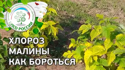 Болезнь малины Хлороз. Физиологический и инфекционный хлороз малины. -  YouTube