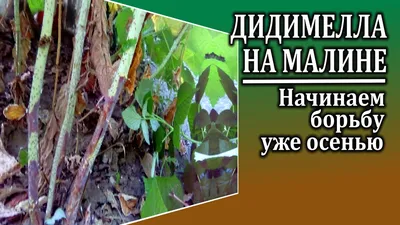 Дидимелла малины или пурпуровая пятнистость. Начинаем борьбу ОСЕНЬЮ. |  Любимая усадьба | Дзен