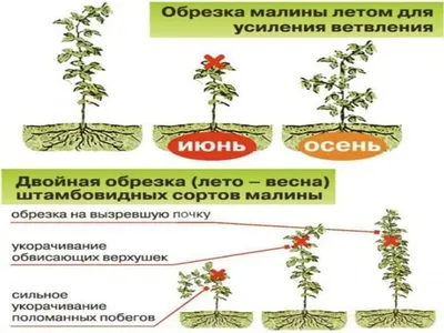 Вредители малины с фото и методы борьбы | Агропромышленный вестник