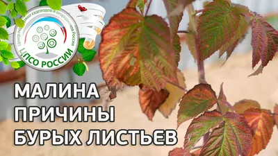 Методы борьбы с болезнями малины | Полезные советы от GREEN BELT