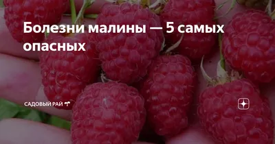 Как обезопасить малину от опасных болезней – Своё Фермерство