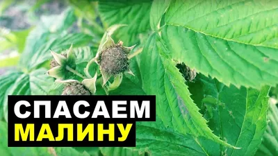 Болезни малины — 5 самых опасных | Садовый рай 🌱 | Дзен