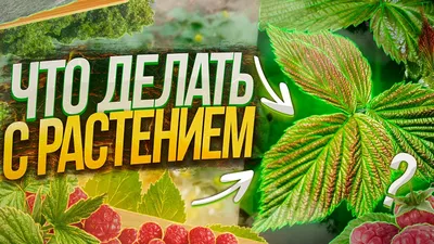 У малины желтеют листья: почему это происходит и что делать | ivd.ru