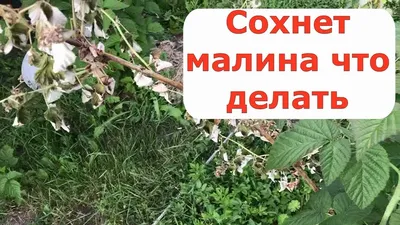 Малина 'Желтый гигант' купить по цене 250,00 руб. руб. в Москве в садовом  центре Южный