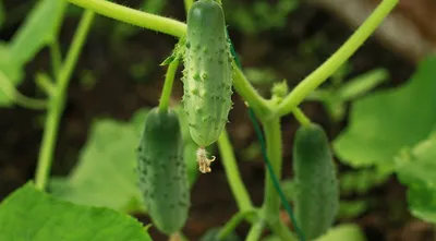 🐛🍅Чем болеют огурцы в теплице – и чем их опрыскать. Чем опрыскать огурцы