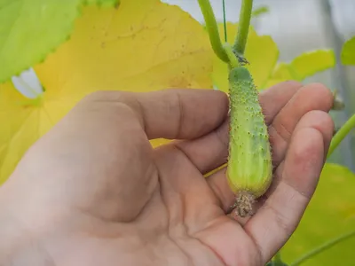 🍅Желтеют листья огурцов в теплице? Просто огурцам холодно. Почему у  тепличных огурцов желтеют листья?