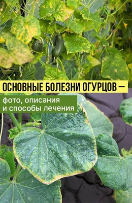 Основные болезни огурцов – фото, описания и способы лечения | Уход за  садом, Огородничество, Овощные грядки