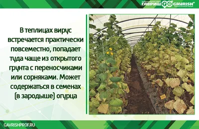 Моя работа — ставить капельницы огурцам»: истории овощеводов одного из  самых масштабных тепличных хозяйств России - 10 октября 2022 - v1.ru