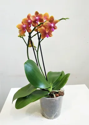 Почему не цветет орхидея и как заставить ее цвести | Цветница | Дзен