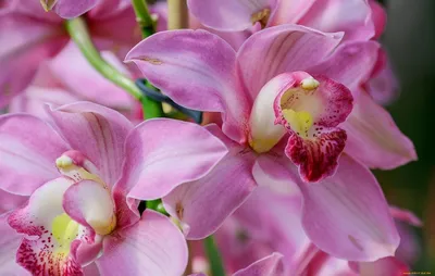 Соседи бросили комнатные цветы. Спасаем орхидею. | Никулина - природа в  картинках | Дзен