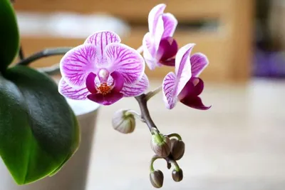 СКАНДАЛЬНЫЕ орхидеи как коты в мешке - покупаешь ПО КАРТИНКЕ ОДНО а в итоге  куча других орхидей - YouTube