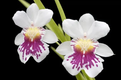 Стеллаж — удобное место для размещения разных групп орхидей» - картинка из  статьи: «Где можно выращивать орхидеи» | Nopal.ru