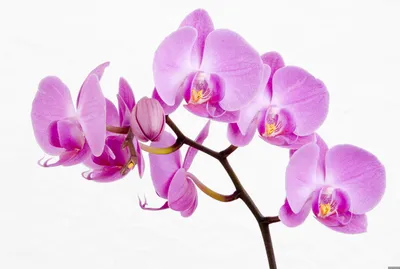 Розовая Орхидея - красивые фото