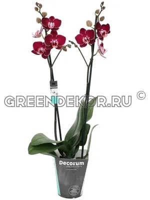 Белый фиолетовый дендробиум цветок орхидеи Фон И картинка для бесплатной  загрузки - Pngtree