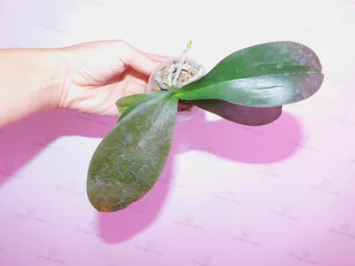 Строение растения орхидеи на примере Cattleya» - картинка из статьи: «Что  такое орхидеи» | Nopal.ru