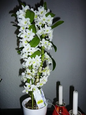 Болезни орхидей. Фото заболеваний Фаленопсиса и других видов орхидей.