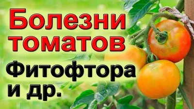 БОЛЕЗНИ помидор. Фитофтора и др | Выращивание помидоров, Помидоры,  Огородничество