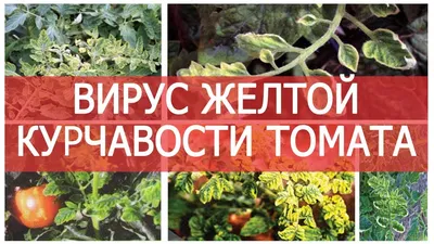 Болезни томатов, фото, описание и способы лечения | Агро Сіті