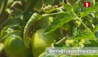 Болезни помидоров. Препараты для защиты помидоров от вредителей