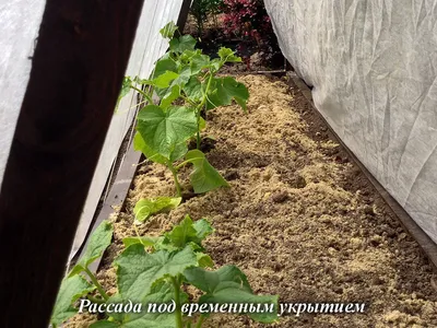 Как вырастить огородные растения через рассаду | agrobook.ru