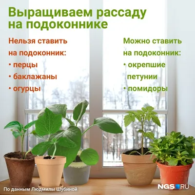 Мозаика на листьях огурцов: лечить растения или подкармливать | Дела  огородные (Огород.ru)