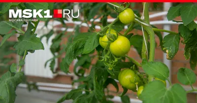 Что такое детерминантные и индетерминантные сорта помидоров: когда сажать  помидоры на рассаду, лучшие и урожайные сорта томатов - 2 апреля 2023 -  msk1.ru