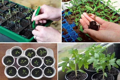 10 ключевых этапов, как вырастить рассаду томатов: очень подробно для  \"чайников\" | Хозяйкин огород | Дзен