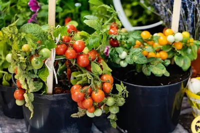 🍅Мобильный огород: выращивание томатов и перца в горшках . Как вырастить  помидоры в горшках