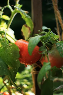 Топ-40 ошибок при выращивании томатов: грабли, на которые наступают почти  все | Личный опыт (Огород.ru)