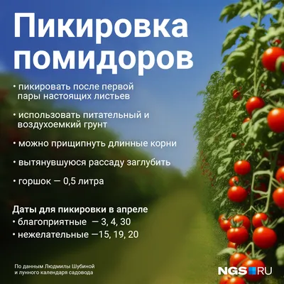 Чем подкормить рассаду помидоров в домашних условиях: секреты и советы от  агрономов