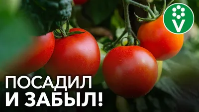 🍅Как посадить помидоры, чтобы не болели фитофторой. Грунт для помидоров