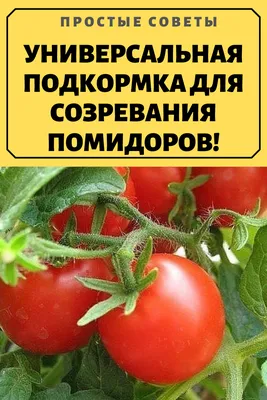 Болезни рассады томатов с описанием и фото: чем обработать и как лечить рассаду  помидоров