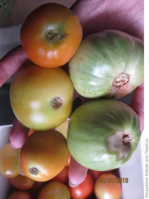 Выращивание помидоров (томатов) - посадка и уход от А до Я | Сайт о саде,  даче и комнатных растениях.