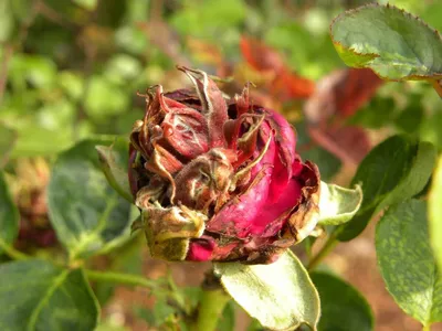 Болезни и вредители роз. Уход за розами | Агро Бреза
