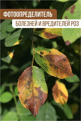 Всё про РОЗЫ: частые болезни и вредители. Как распознать и чем бороться