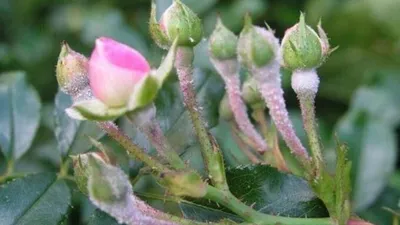 Болезни роз и способы лечения - описание и фото