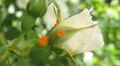 Болезни роз: фото и описание заболеваний роз | Agro-Market