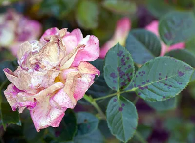Сад и Огород. Свежо Полезно Вкусно - Болезни роз Розы, как любые растения  подвержены различным заболеваниям. На возникновение заболевания может  повлиять любой фактор, будь-то: погодные условия, место и время посадки,  освещенность участка