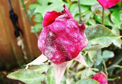 Болезни роз и их лечение | Blog.Florium