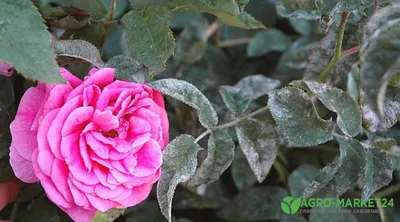 Болезни роз: заболевания роз и их лечение - Агро-Маркет24