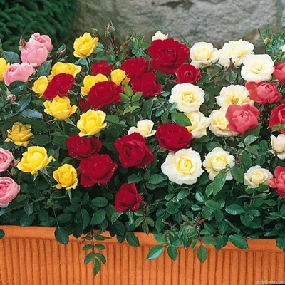 Защитите ваши розы от болезней и вредителей! | Садовая коллекция Натальи |  Дзен