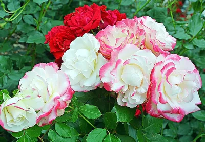 Болезни роз и их лечение | Blog.Florium